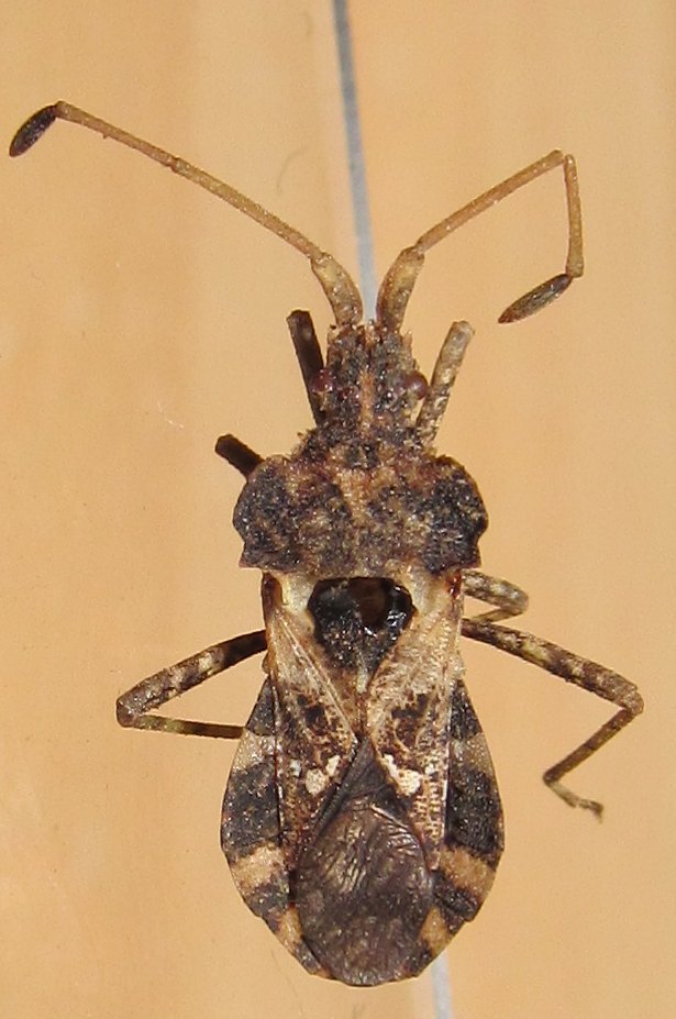 Centrocoris sp.