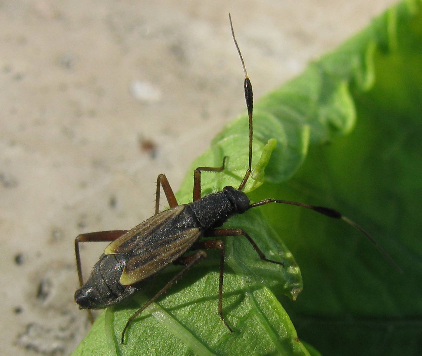 Miridae: Aphanosoma italicum found in Turkey (Istanbul)