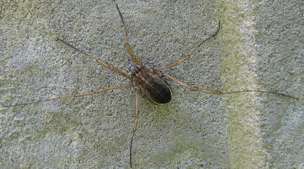 Opiliones from Istanbul