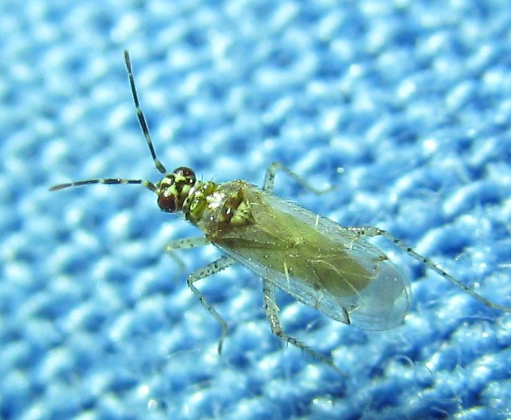 Miridae: Dicyphus albonasutus da Izmir (Turchia) , Natura Mediterraneo ...