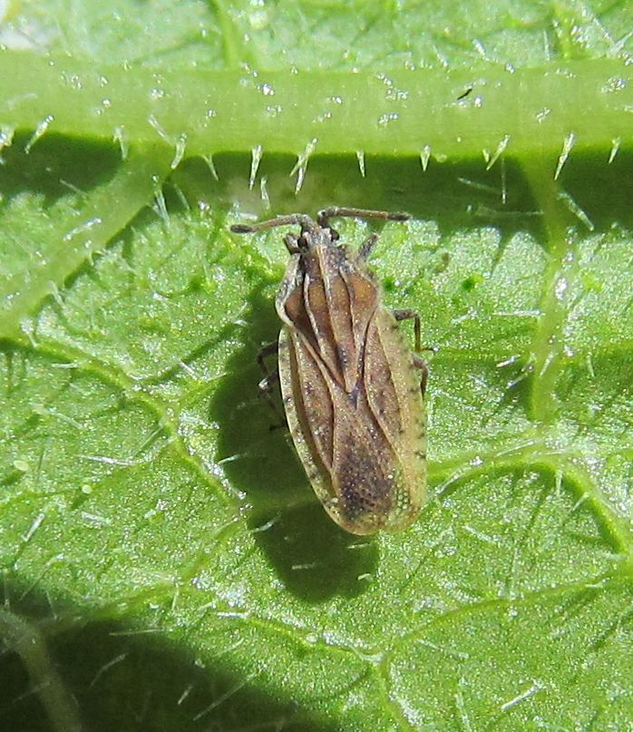 Tingidae:   Tingis auriculata  - Istanbul (Turchia)