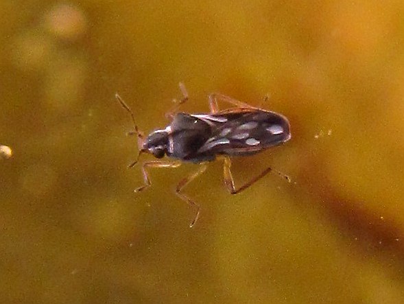 Veliidae:Microvelia pygmaea - Izmir (Turchia)