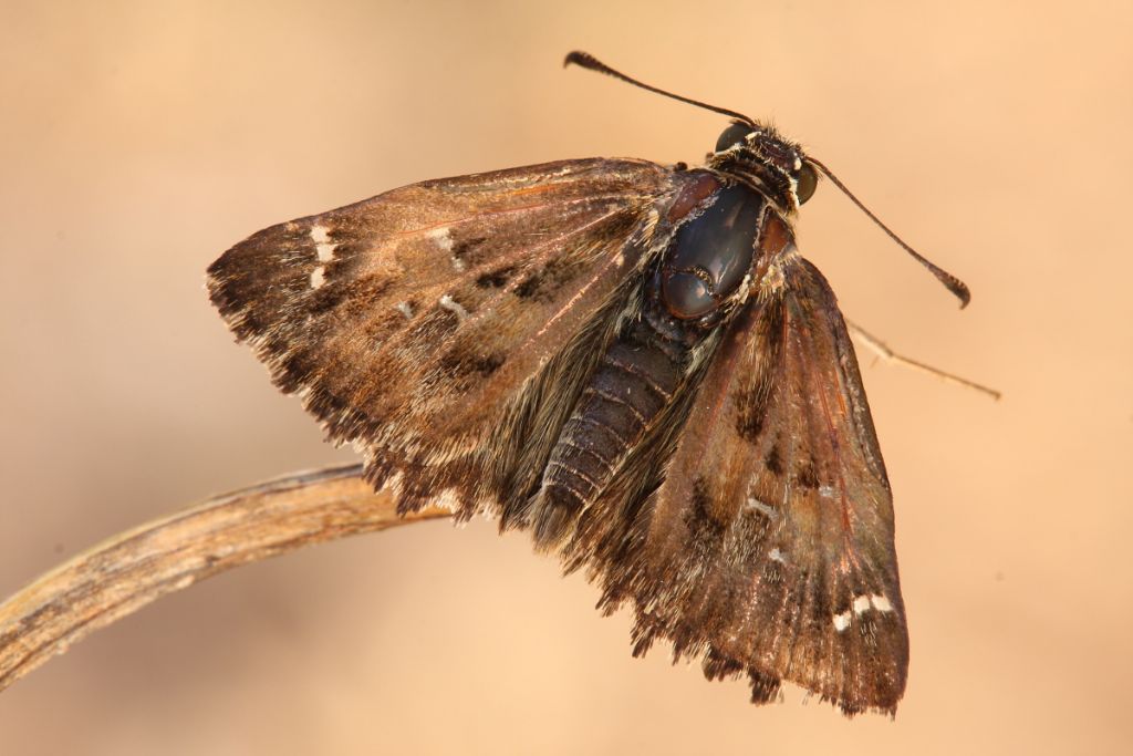 Carcharodus alceae,conferma ID