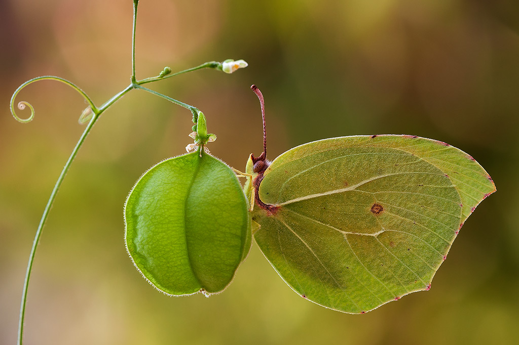 Gonepteryx cleopatra ?conferma id