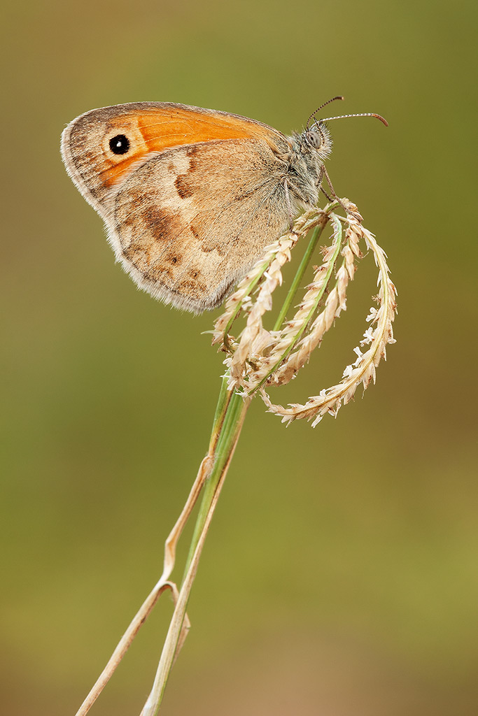 Farfalla da identificare - Coenonympha pamphilus, Nymphalidae