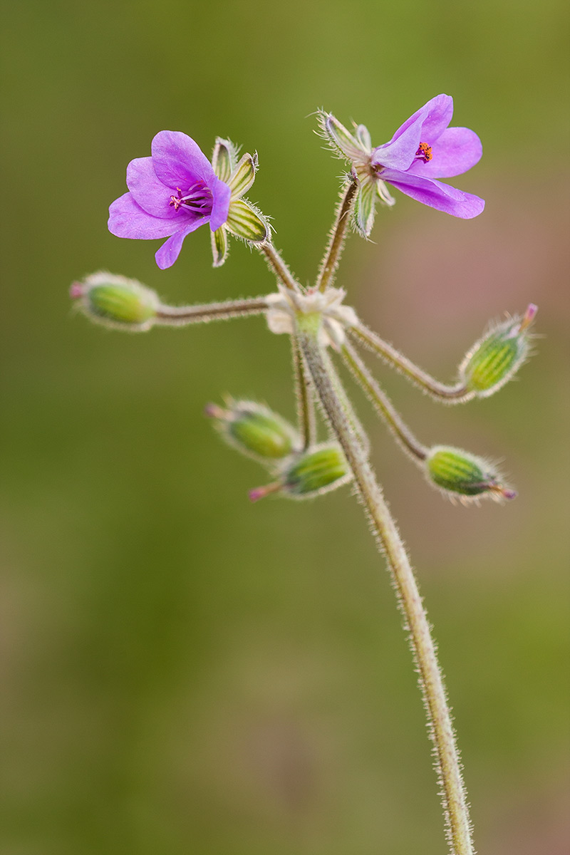 Erodium malacoides?conferma ID