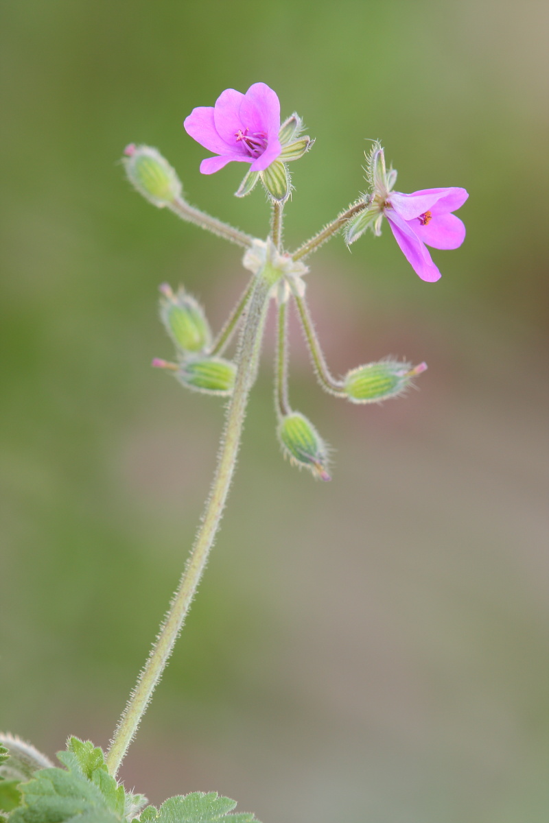 Erodium malacoides?conferma ID