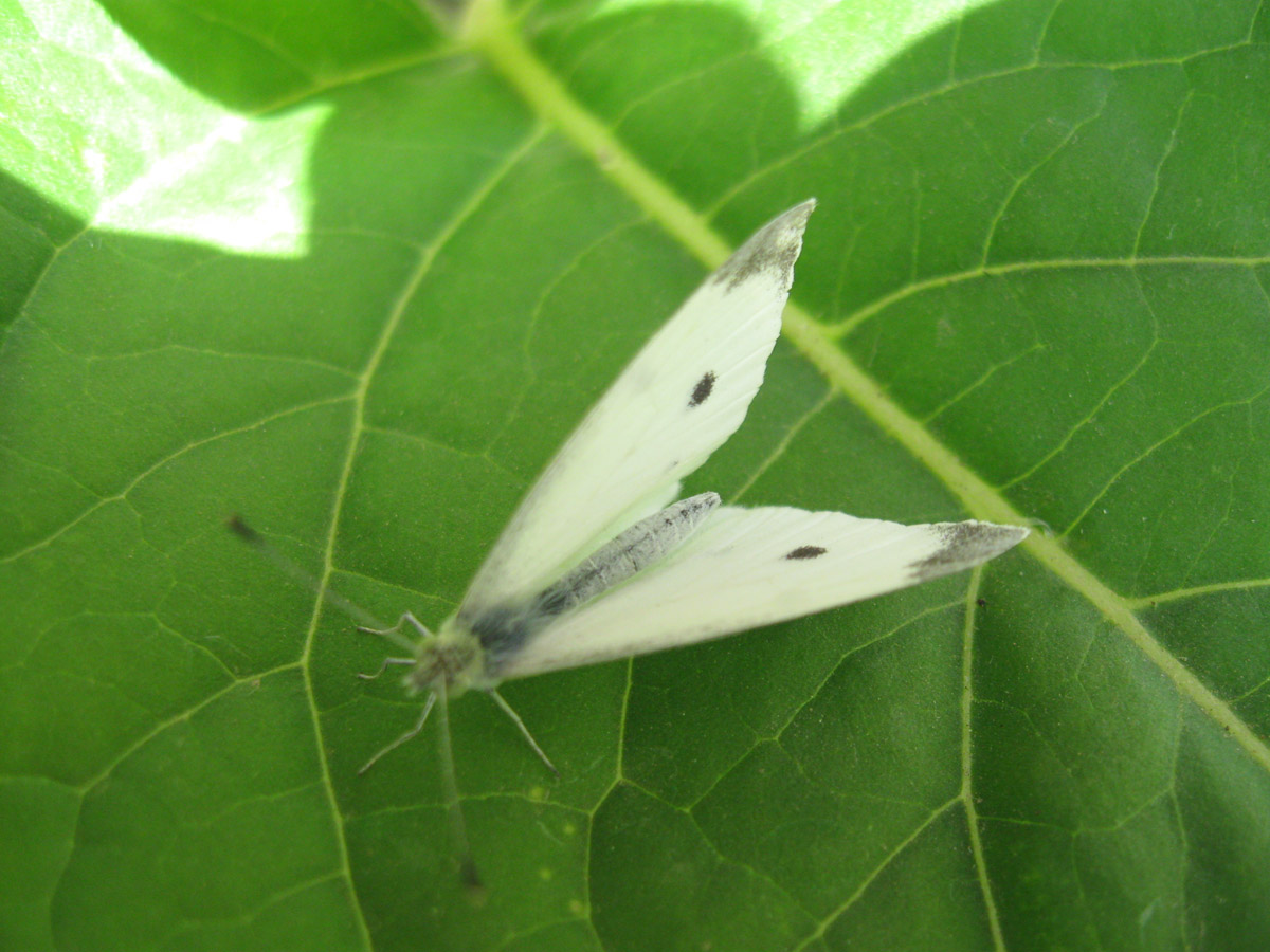 Pieris rapae,conferma ID