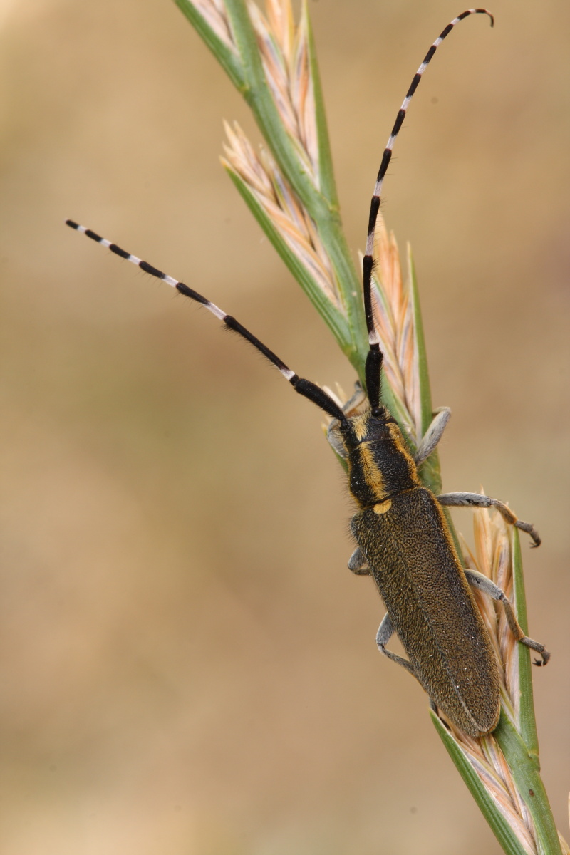 Agapanthia cynarae