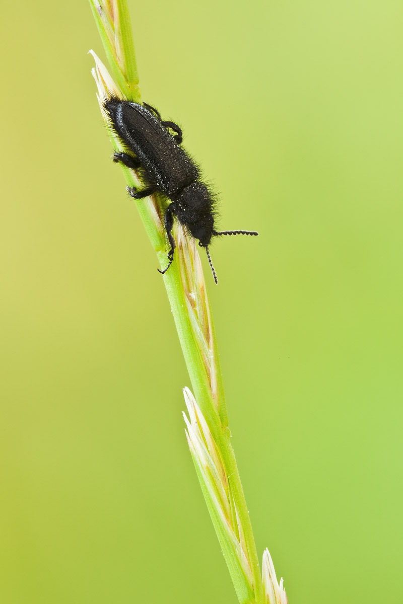 Da determinare - Enicopus cf. pilosus (Dasytidae)