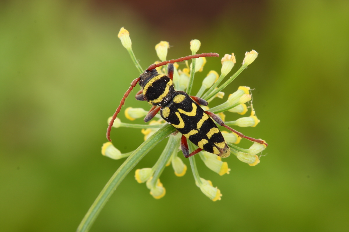 Plagionotus  scalaris,conferma ID