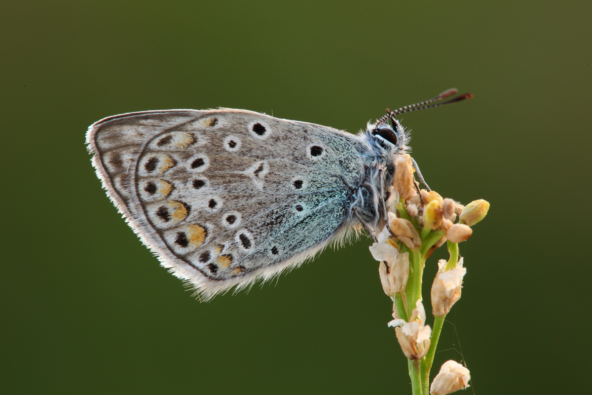 Licenide da identificare