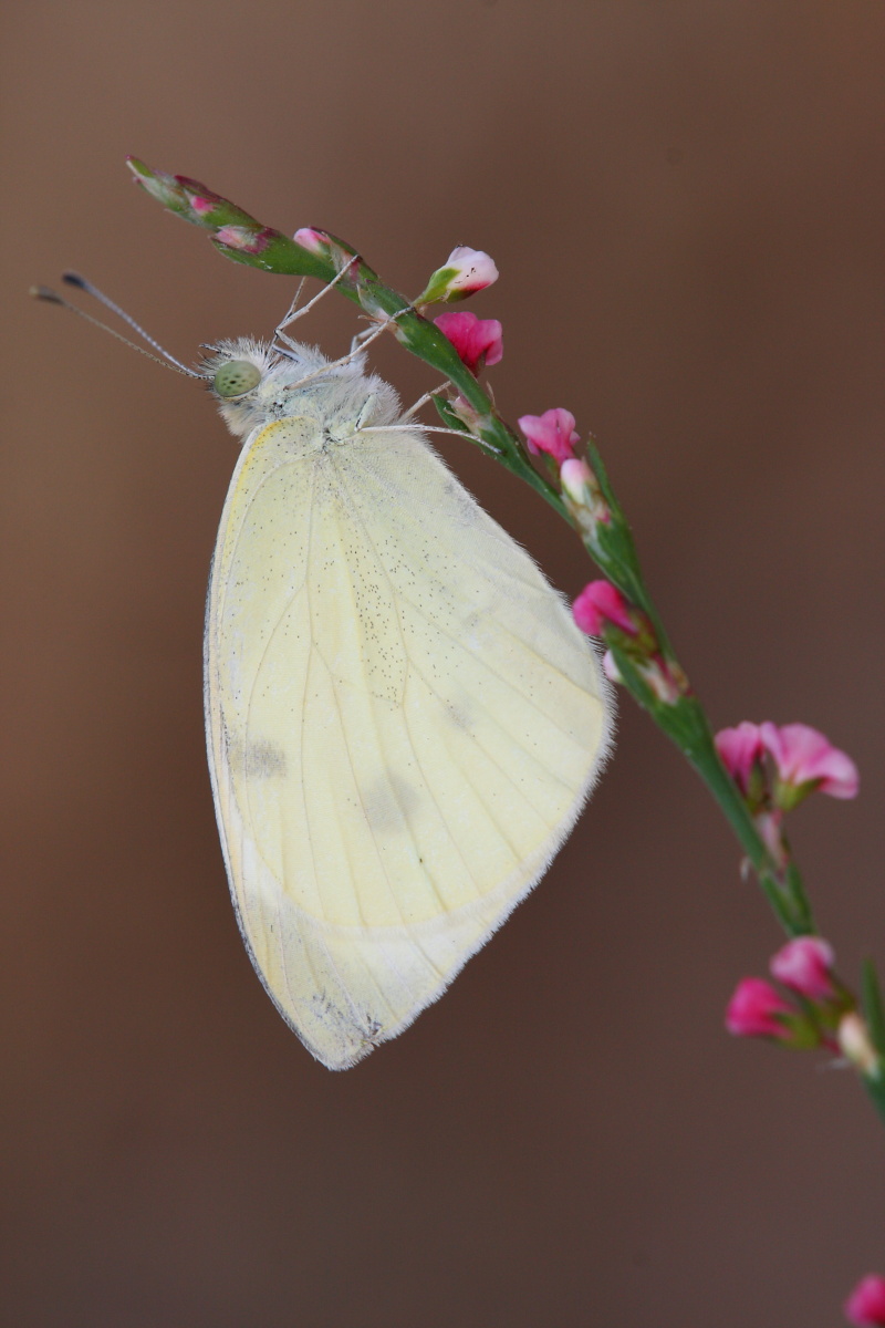 Pieris rapae,conferma ID