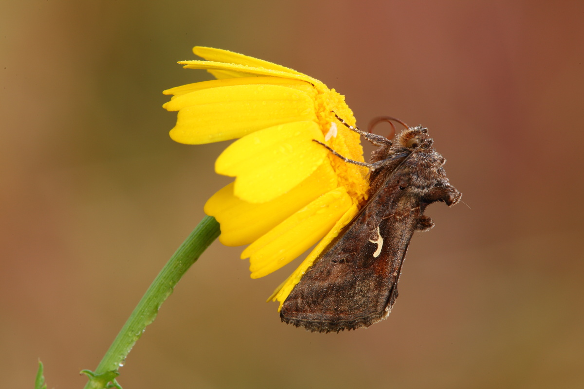 Autographa gamma,conferma ID