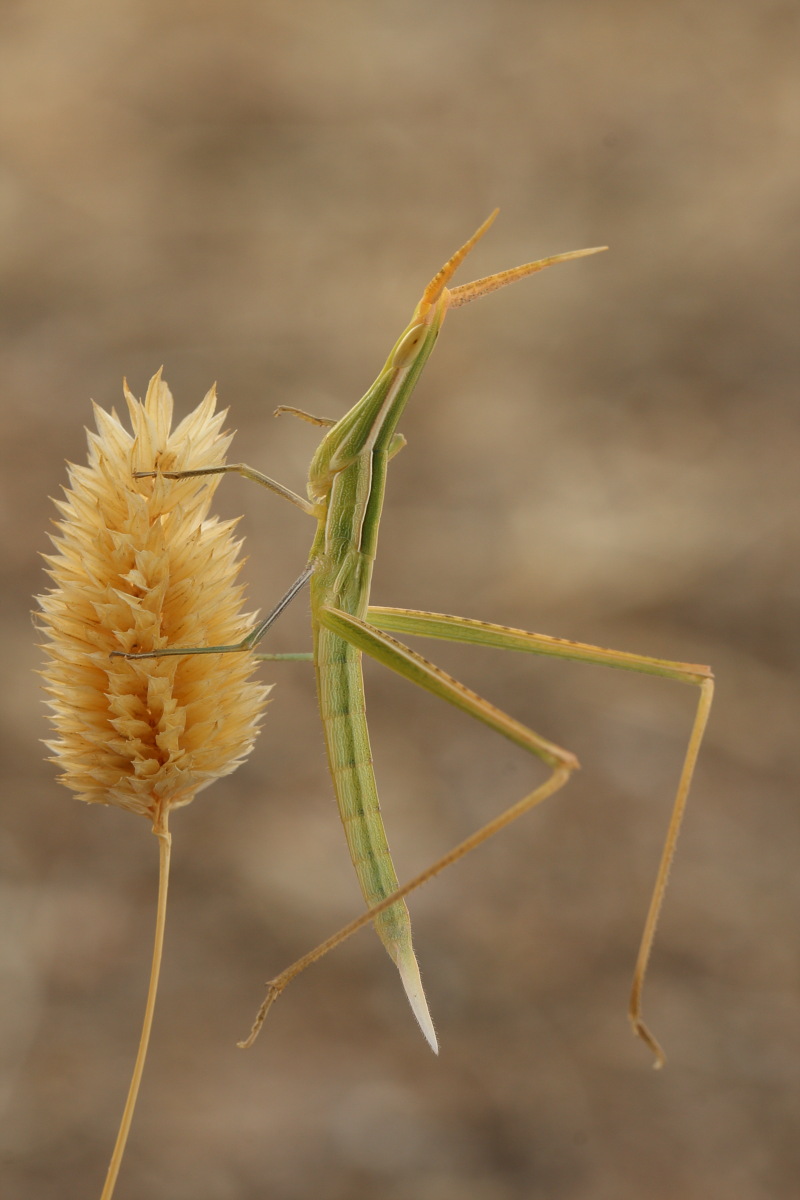 Acrida ungarica,conferma ID