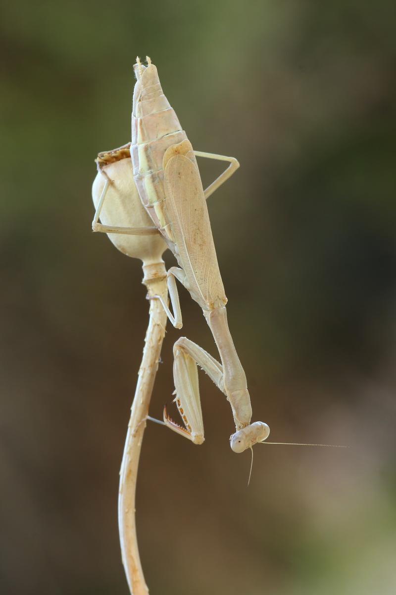 Iris oratoria,conferma ID