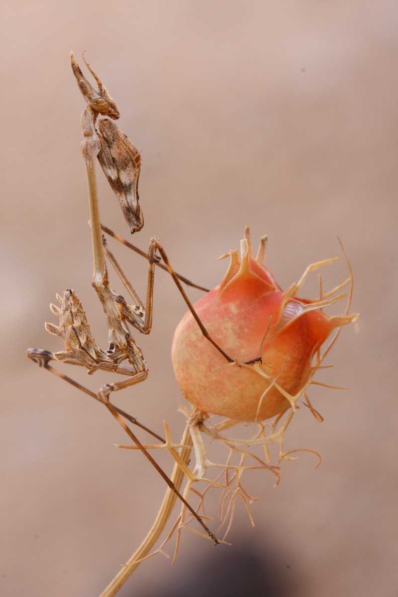 Empusa pennata,conferma ID