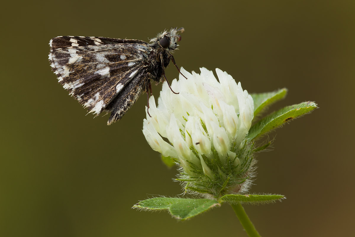 Hesperiidae da determinare