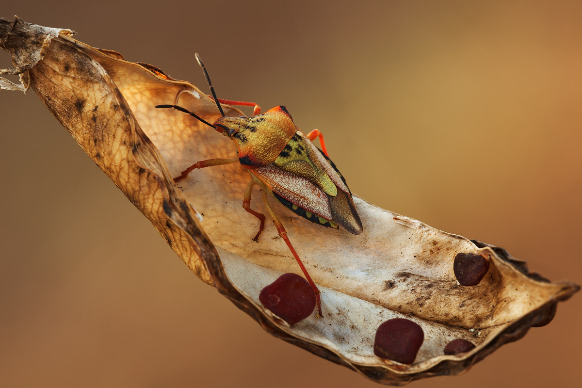 Carpocoris ? Aiuto ID