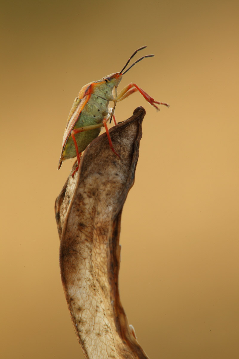 Carpocoris ? Aiuto ID