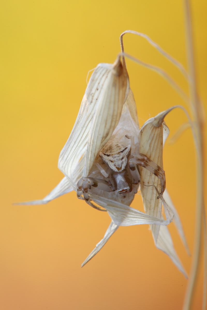 Thomisus onustus (femmina) - Bari