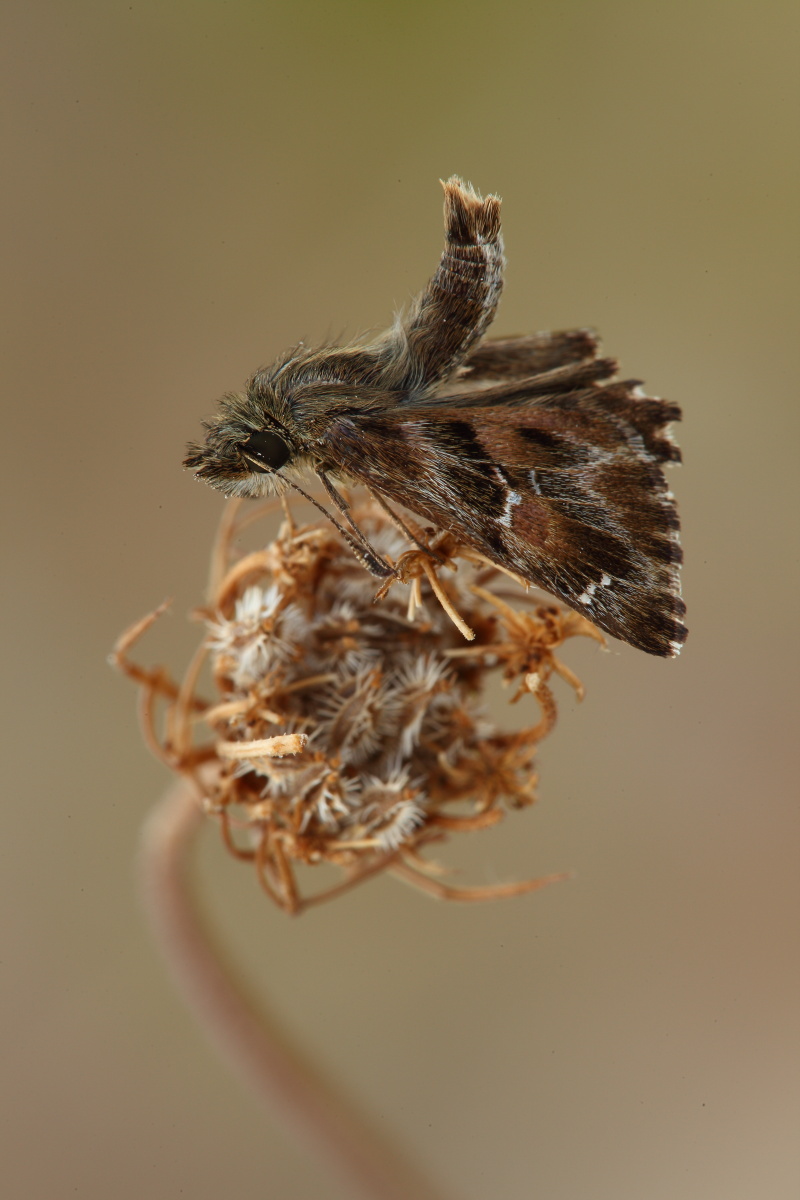 Carcharodus ,conferma id