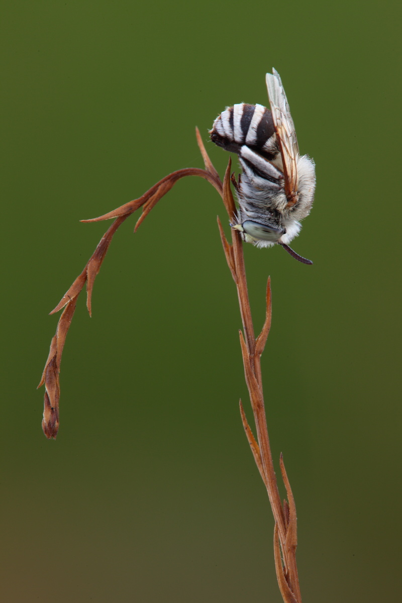 Coelioxys sp.? Forse, Amegilla sp.