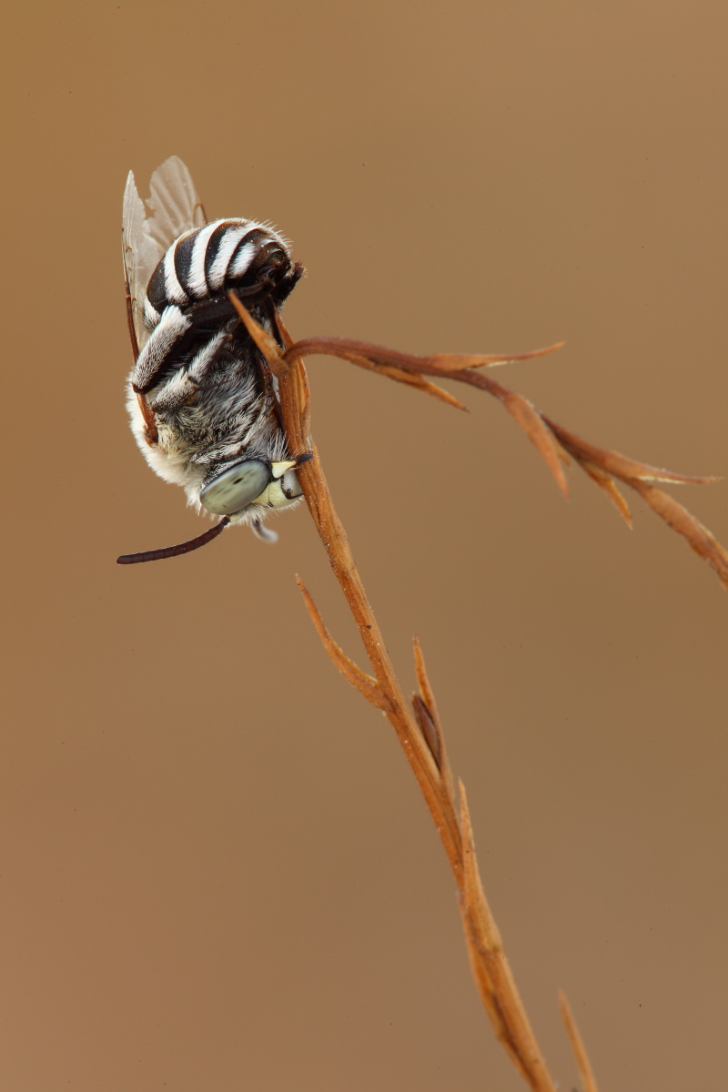 Coelioxys sp.? Forse, Amegilla sp.