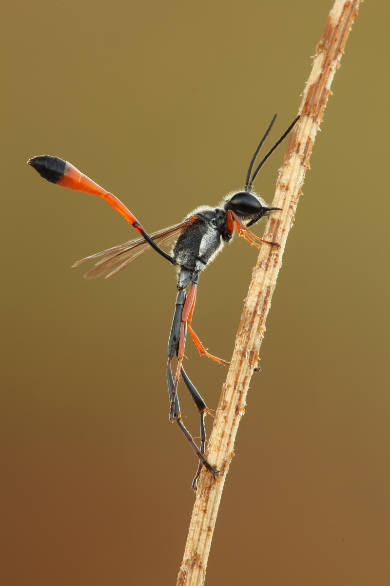 Maschio di Ammophila heydeni che dorme