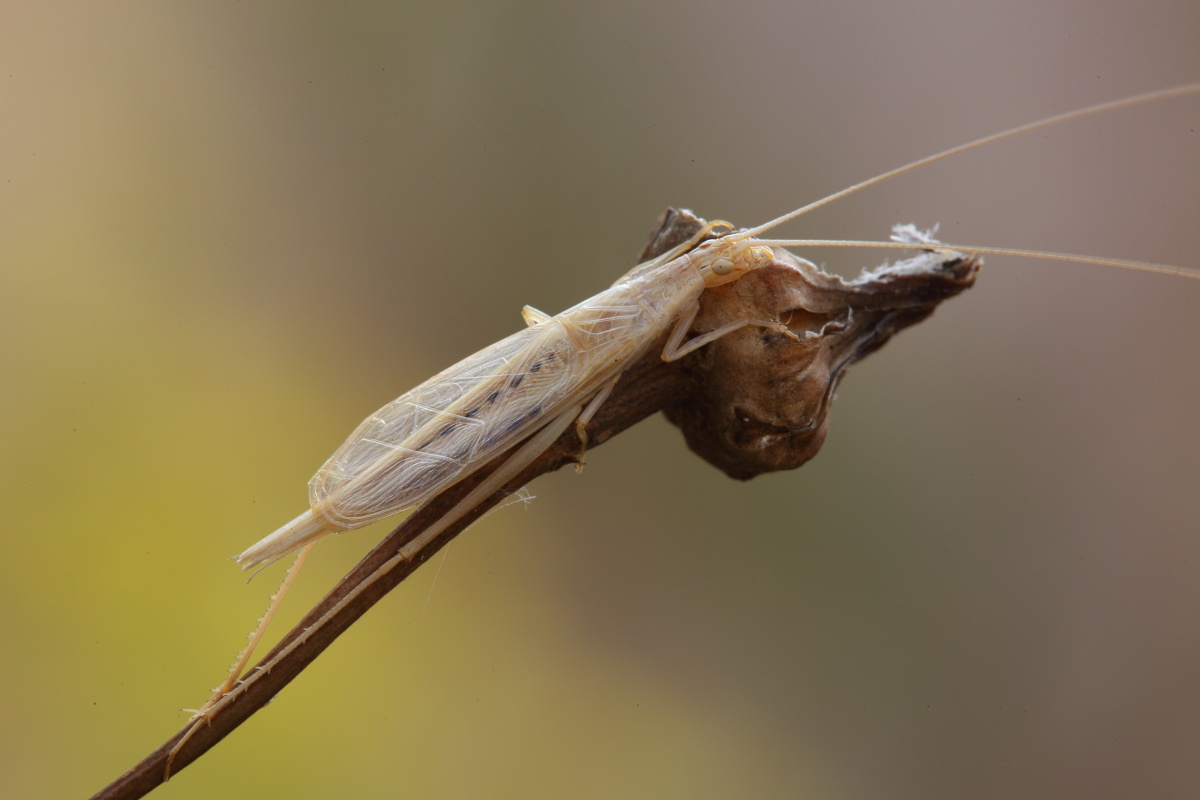 Oecanthus pellucens,conferma ID