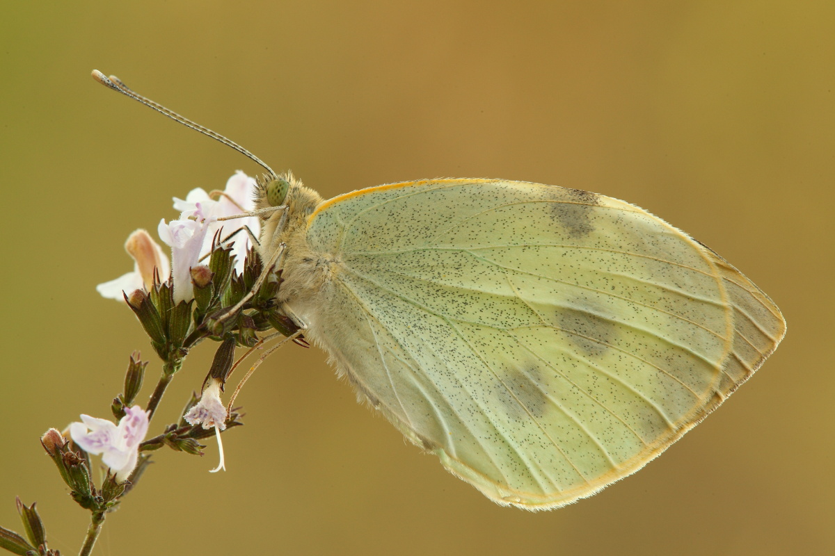 Pieris ma quale?