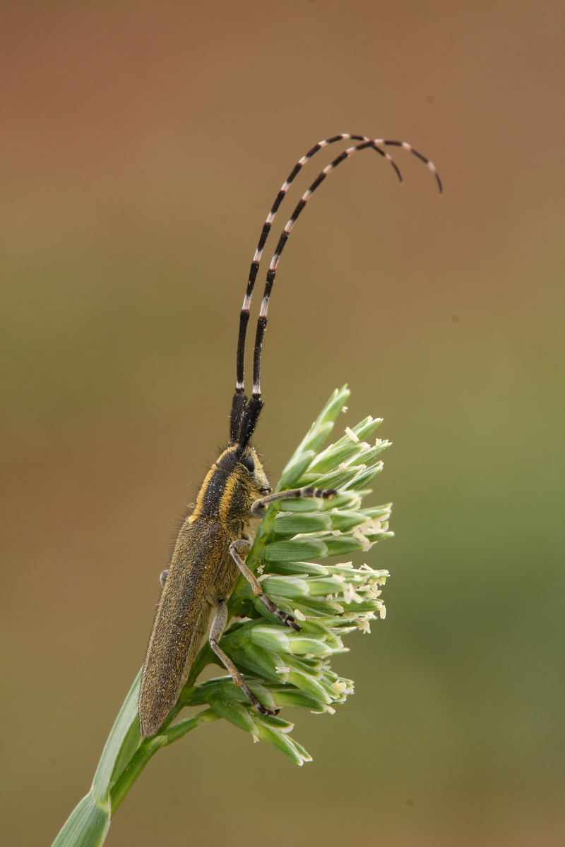 Agapanthia cynarae