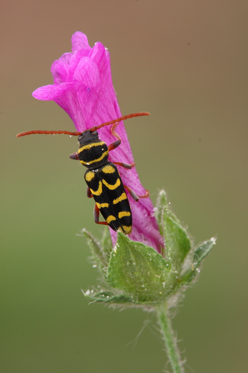 Plagionotus scalaris (cf.) dalla grecia