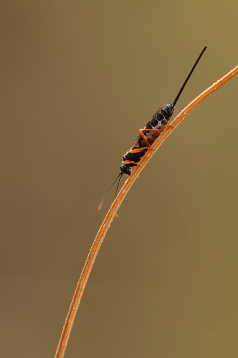 Ichneumonidae (?)