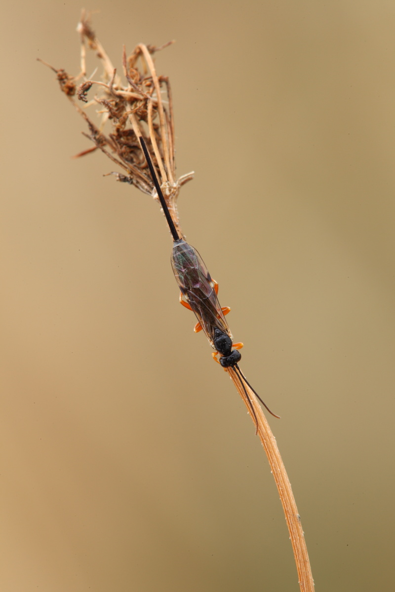 Ichneumonidae (?)