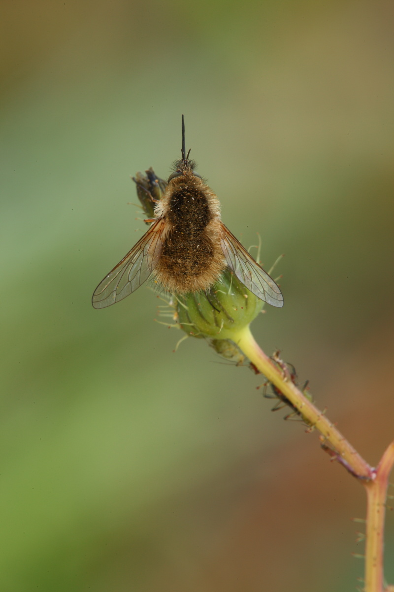 Bombylius da determinare