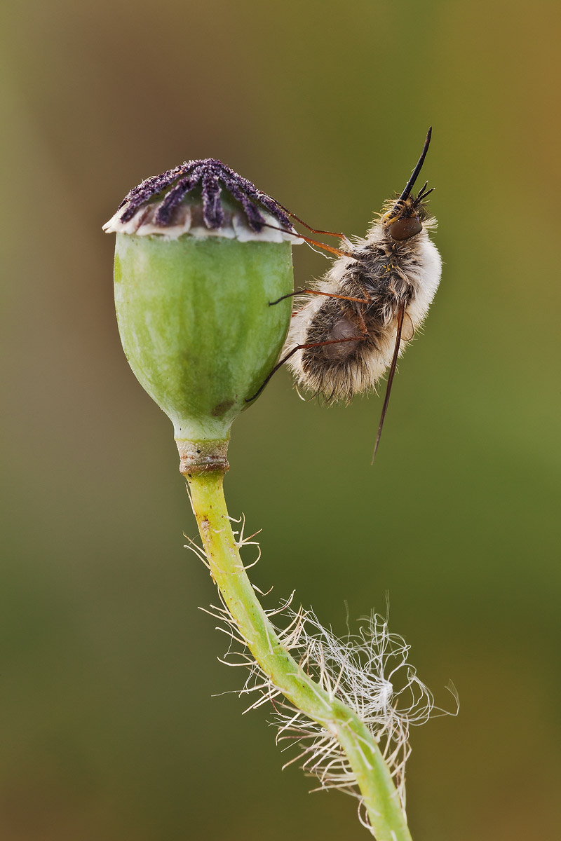 Bombylius da determinare