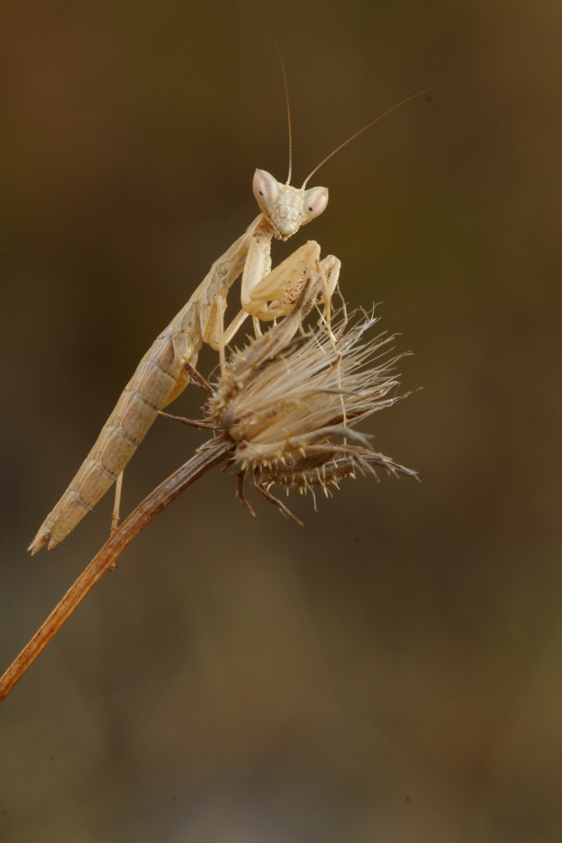 Mantis Greca da identificare