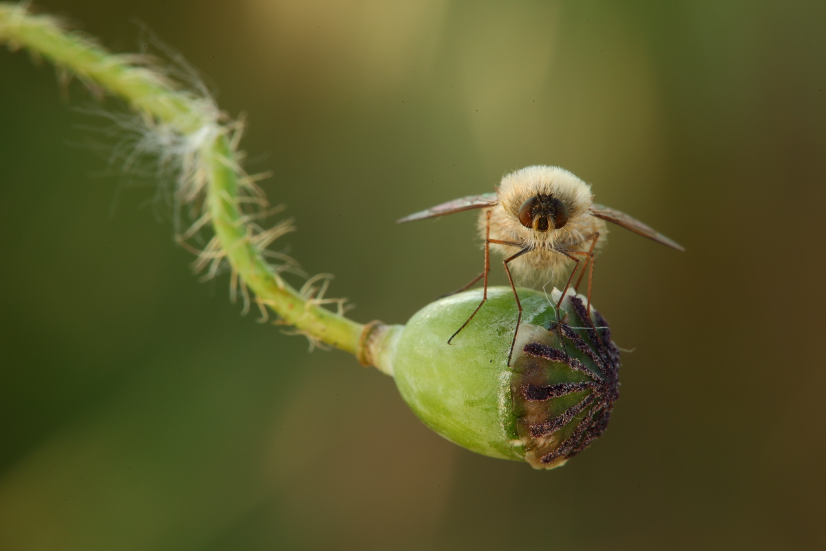 Bombylius da determinare