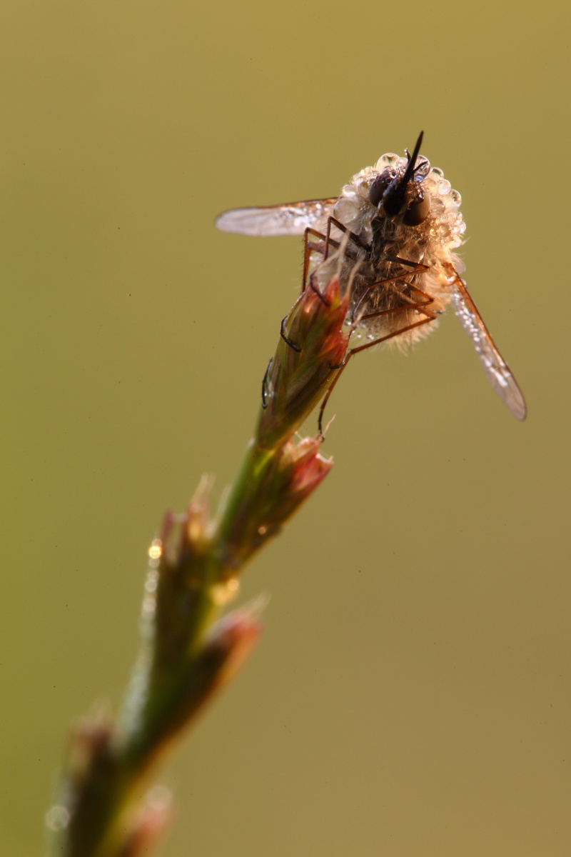 Bombylius da determinare