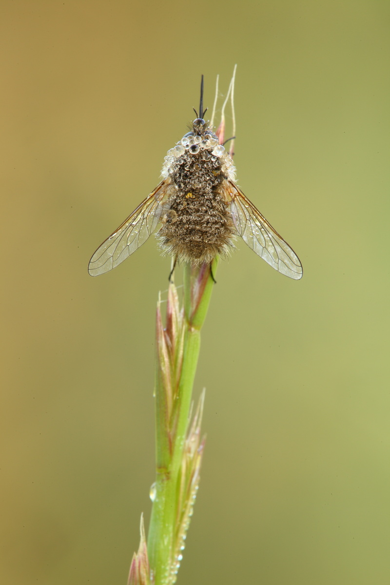 Bombylius da determinare