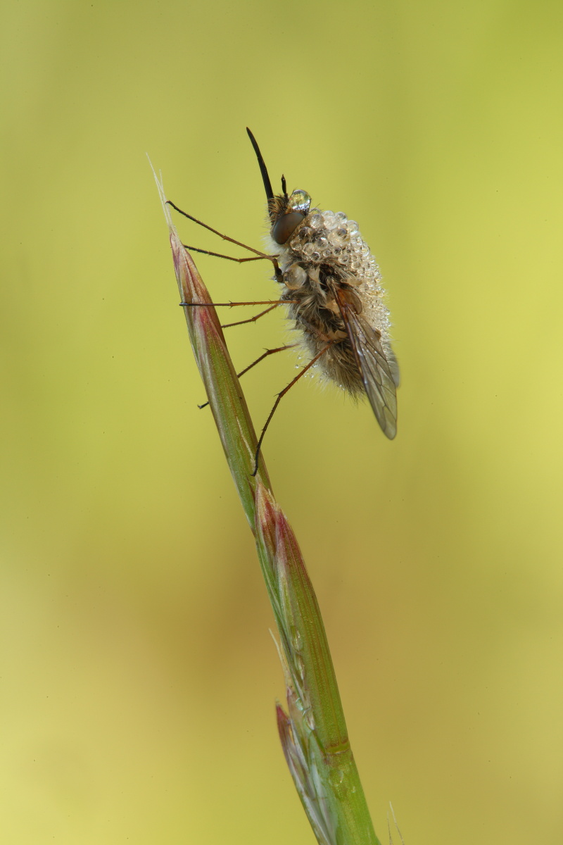 Bombylius da determinare