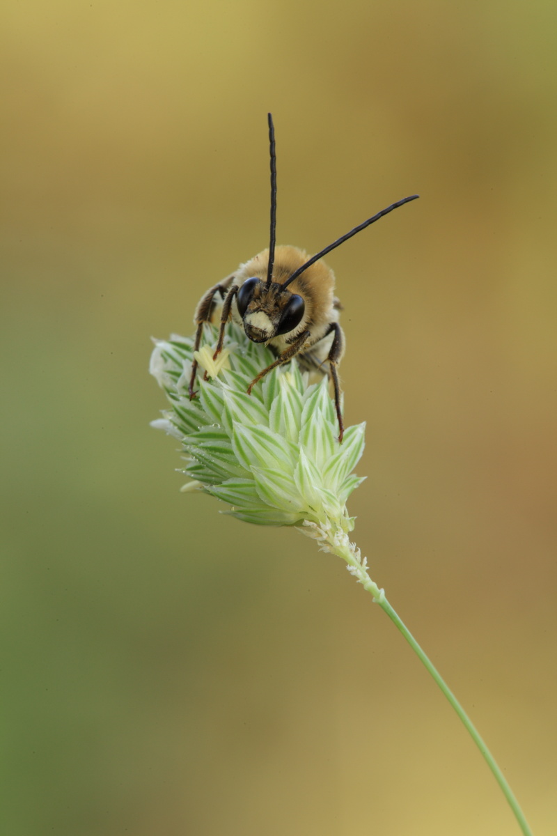 Maschio di Eucera sp.