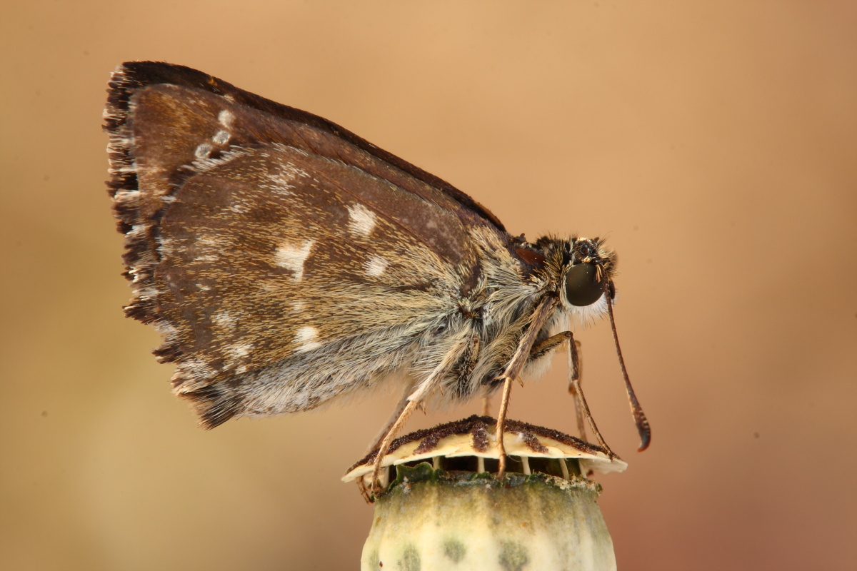 Carcharodus alceae,conferma ID