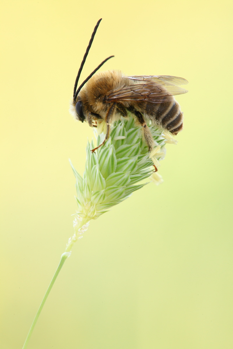 Maschio di Eucera sp.