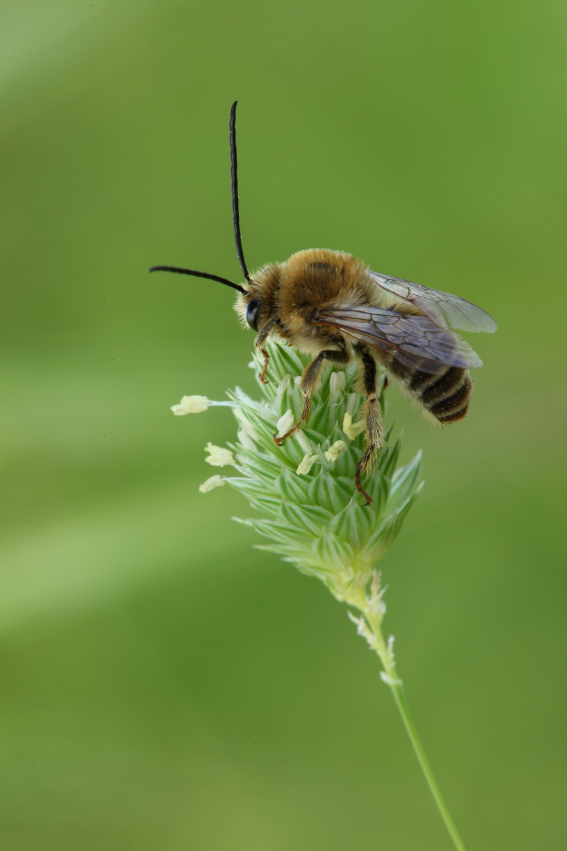 Maschio di Eucera sp.