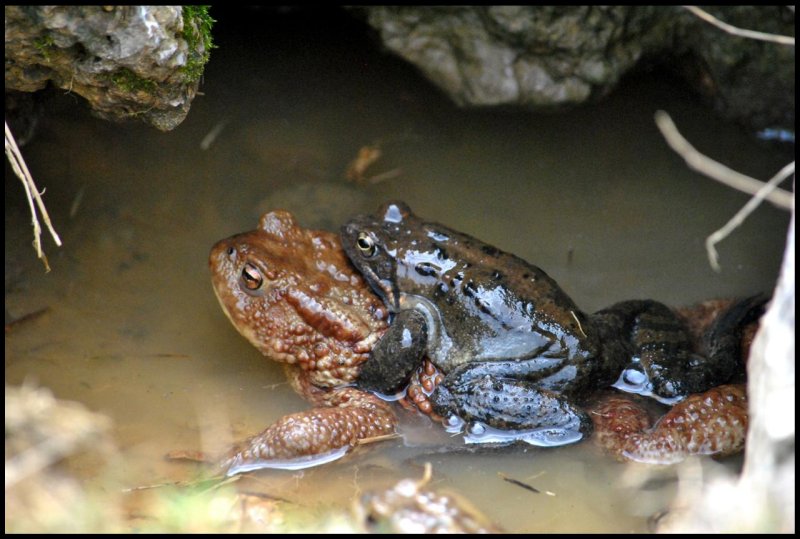 Coppia di rospi normale o anomala? Rana temporaria+Bufo bufo