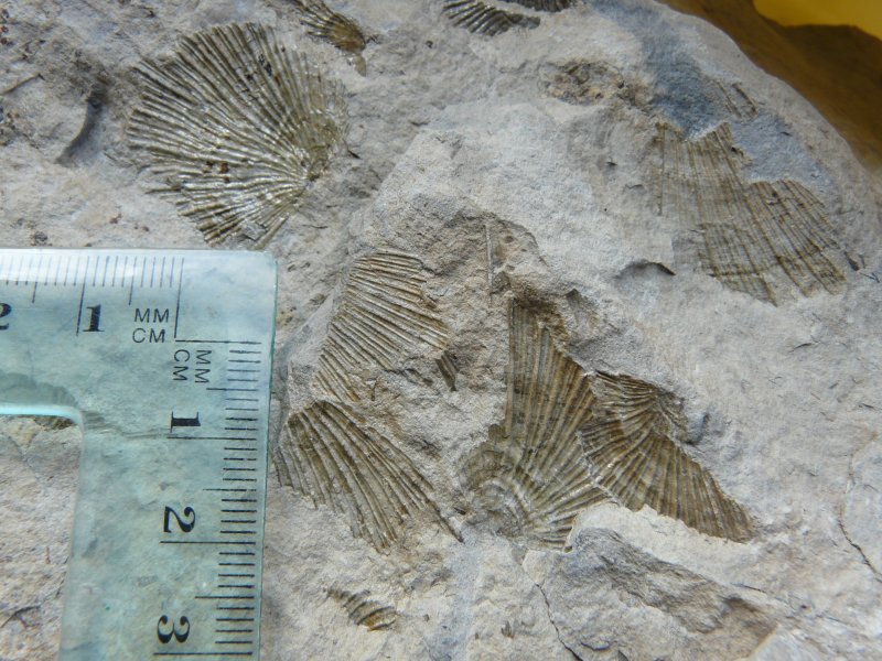 Fossile?