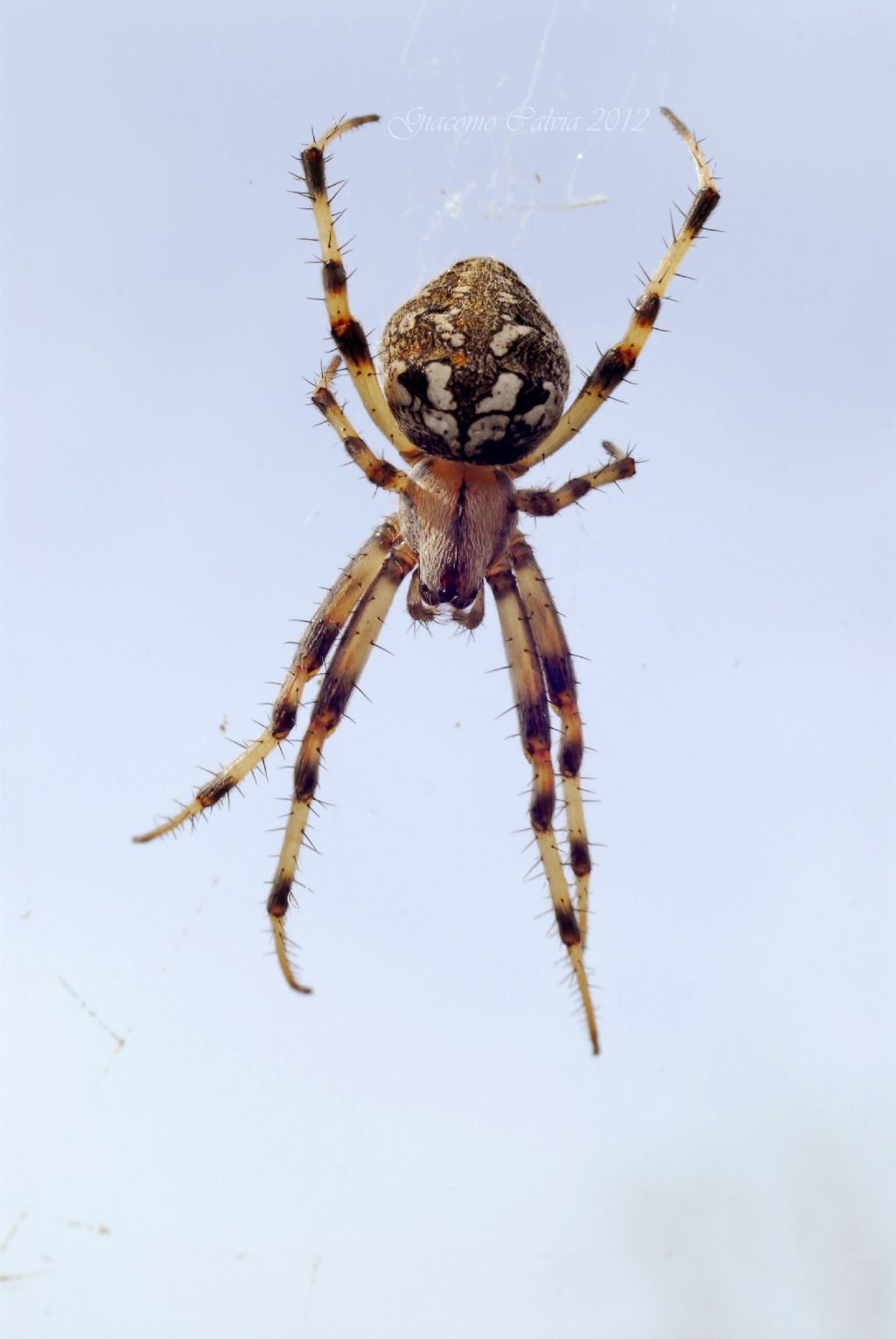 Neoscona byzanthina