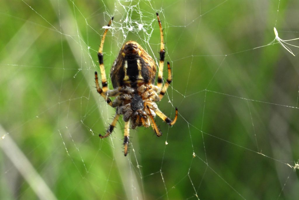 Neoscona byzanthina